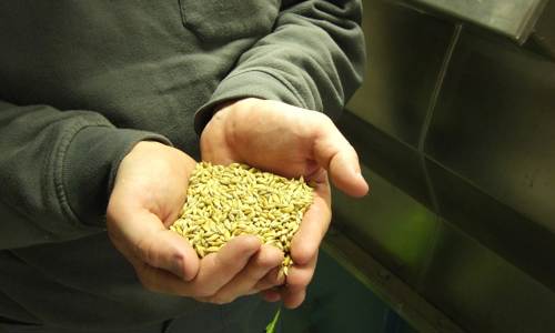 Händer med ThermoSeedbetat utsäde