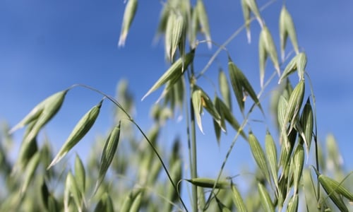 Oats