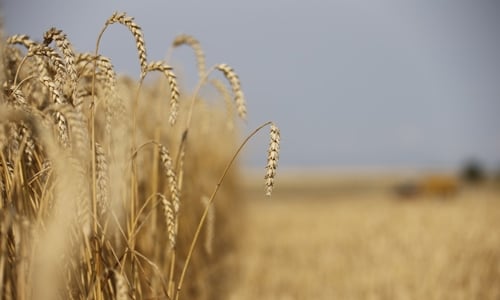 Skörd av vete