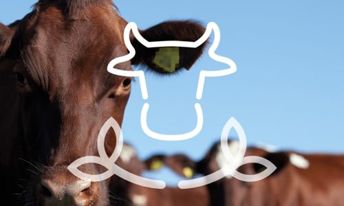 blogg juni 2024 header.jpeg